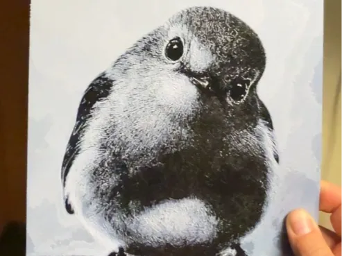 Rotkehlchen – Flexibles 3D-Bild
