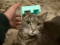 TPU