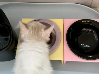 BRIDGE.CAT Pet bowl Heightening rack