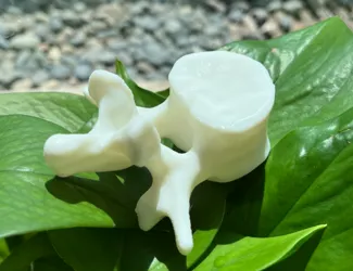 Lumbar vertebra L3 medical 3D reconstruction model