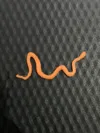 1x Mini Snake