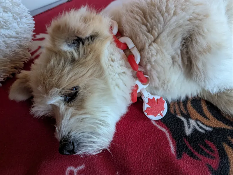 Canada Maple Leaf Dog Chain Necklace with AirTag