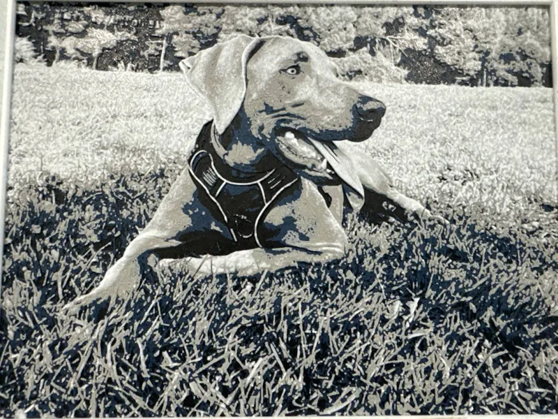 Weimaraner HueForge