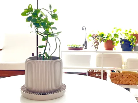 Planter with Water Tray view 2