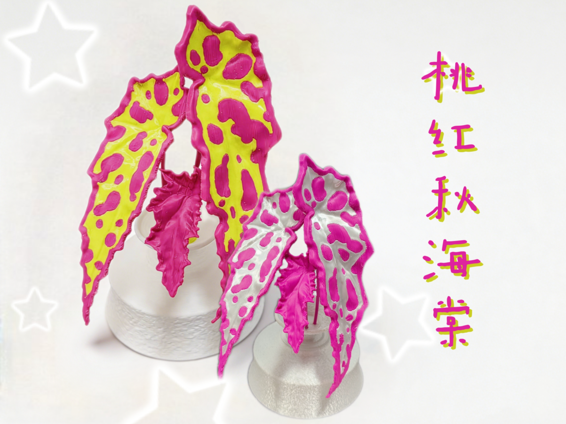 桃红秋海棠【双色打印/可做冰箱贴】