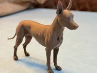 Xoloitzcuintli - chien nu mexicain — photo 1