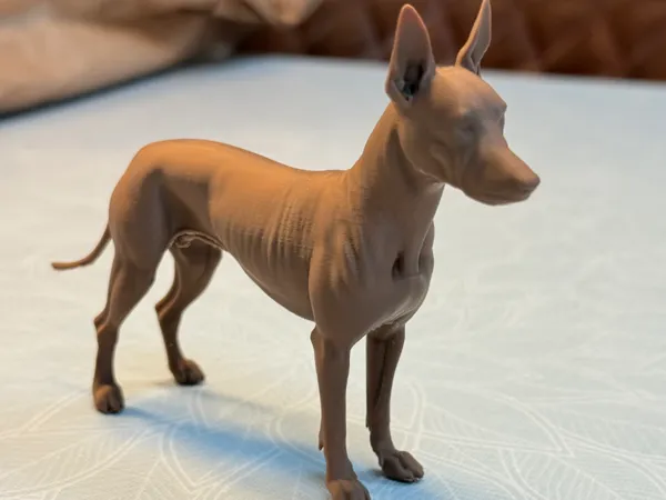 Xoloitzcuintli - chien nu mexicain