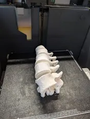 A real creepy lumbar spine - Free 3D Print Model - MakerWorld