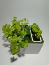 selfwatering planter without led light