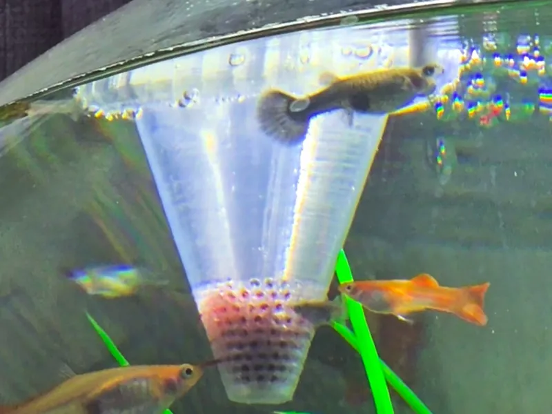 Floating Fish feeder for Bloodworms