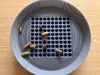 .40 S&W / 10 AUTO / .357 SIG Brass Pistol Cartridge Sorter
