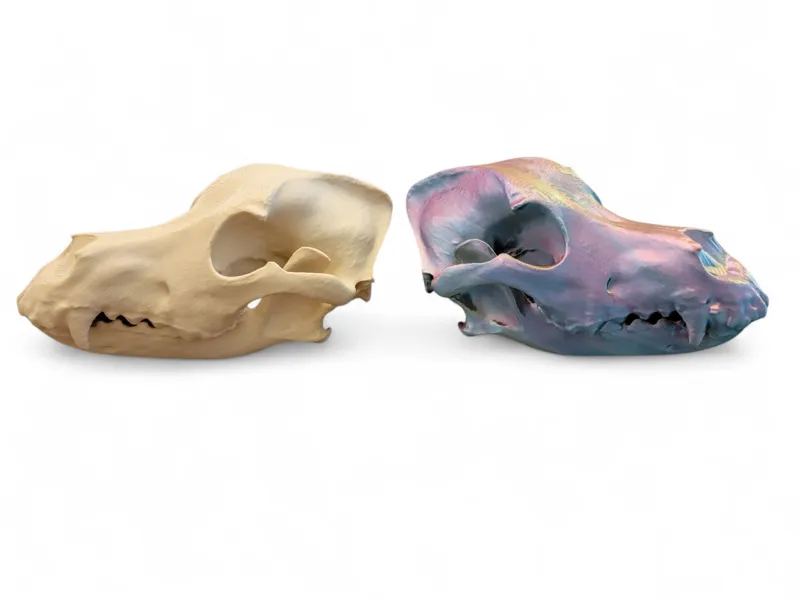 Labrador Retriever Skull - Curiosities Collection