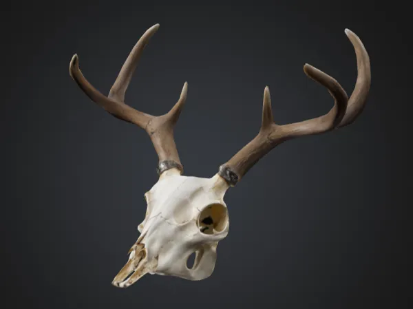 https://makerworld.bblmw.com/makerworld/model/US1a7ef1da69f7e1/design/2025-01-26_9512146c1972f.png