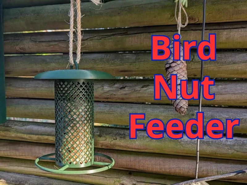 Bird Feeder for Peanuts & More