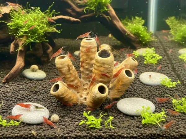 https://makerworld.bblmw.com/makerworld/model/US1abd84a4f97446/design/08eb5cac3a6e9caa.jpg