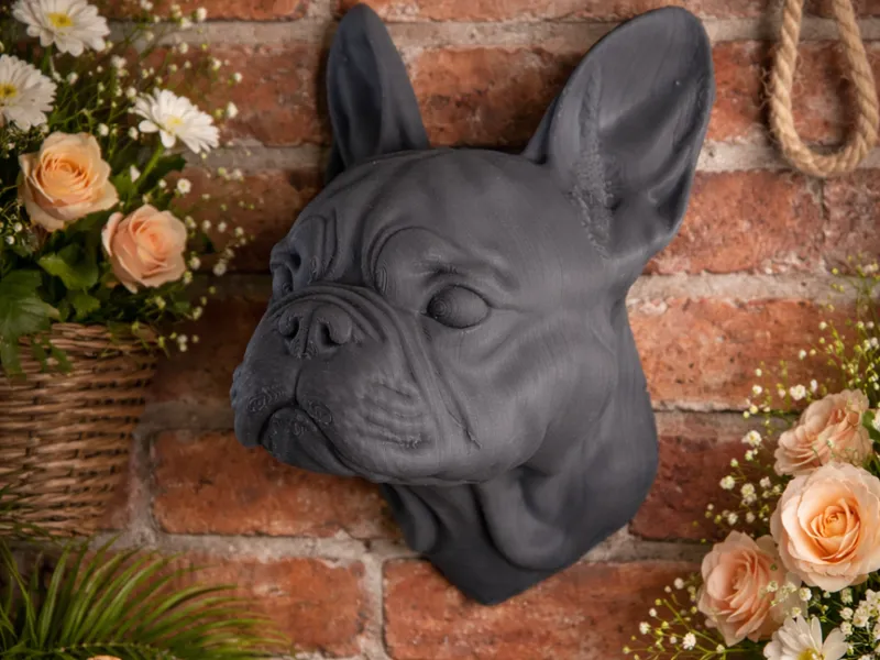 The head of a French bulldog