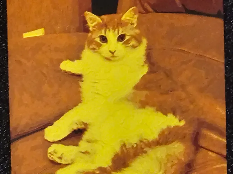Cute female cat