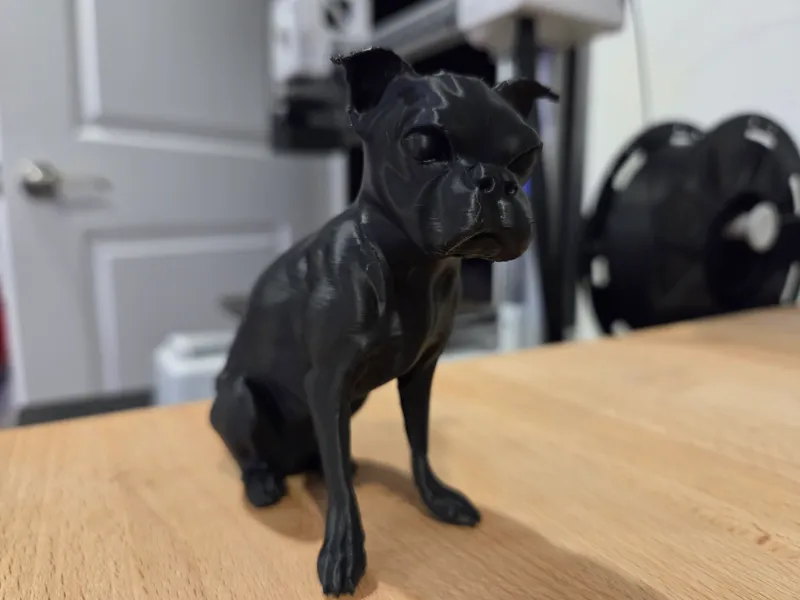 Boston Terrier (No AMS)