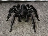 Tarentule (araignée) — photo 2