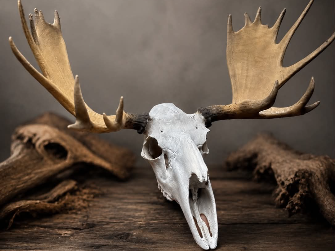 Moose Skull - Detailed Decorative Model