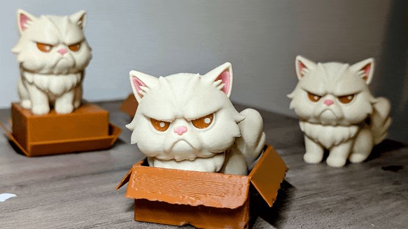 Boxed & Bothered: Grumpy Persian Cat - no AMS