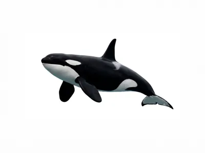 Orca | Killer Whale
