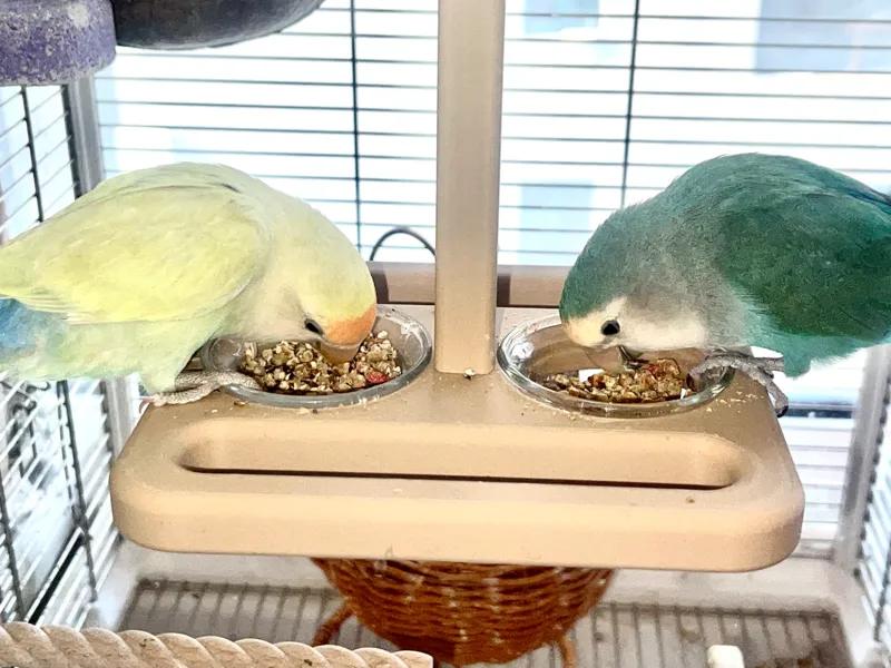 Parrot air food box-鹦鹉空中食盒