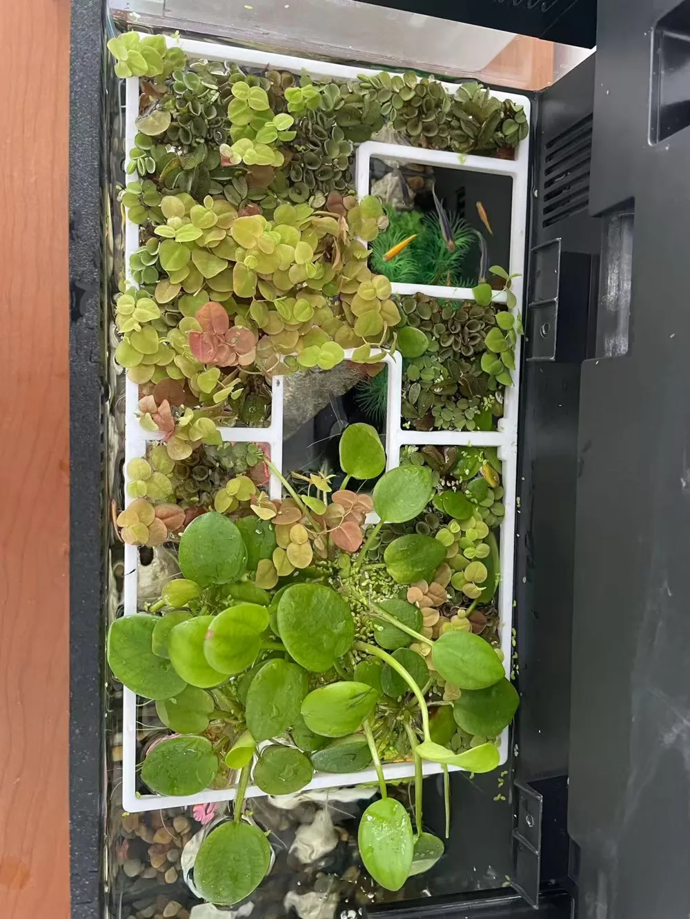 Xiaomi Mijia Fish Tank Aquatic Plant Fence---Super material saving and ...
