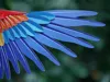 Scarlet Macaw - Wing Feather - H series 325mm plate