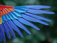 Scarlet Macaw - Wing Feather - 256mm plate