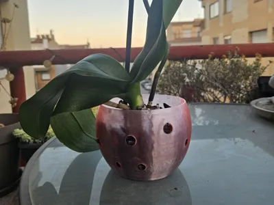 Orchid Pot