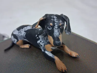 harlequin dachshund