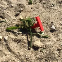 Outil arrache-mauvaises herbes — photo 2