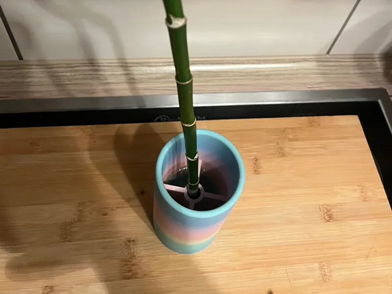 Glücksbambus Vase