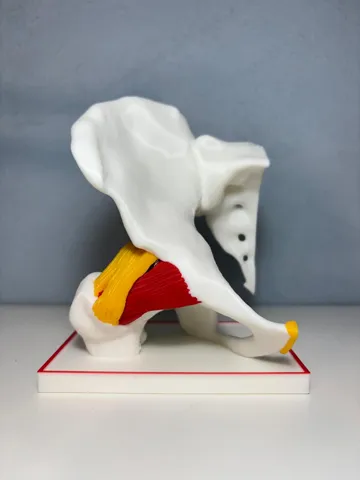 Letrero o emblema decorativo: Hip Joint with Ligaments — vista de referencia 4