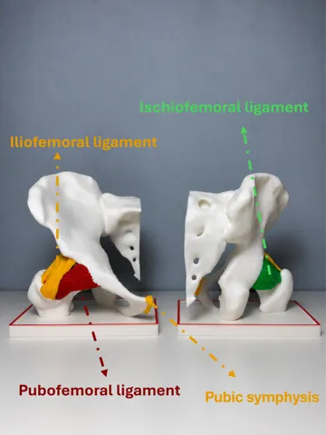 Letrero o emblema decorativo: Hip Joint with Ligaments — vista de referencia 2