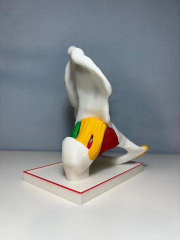 Letrero o emblema decorativo: Hip Joint with Ligaments — vista de referencia 5