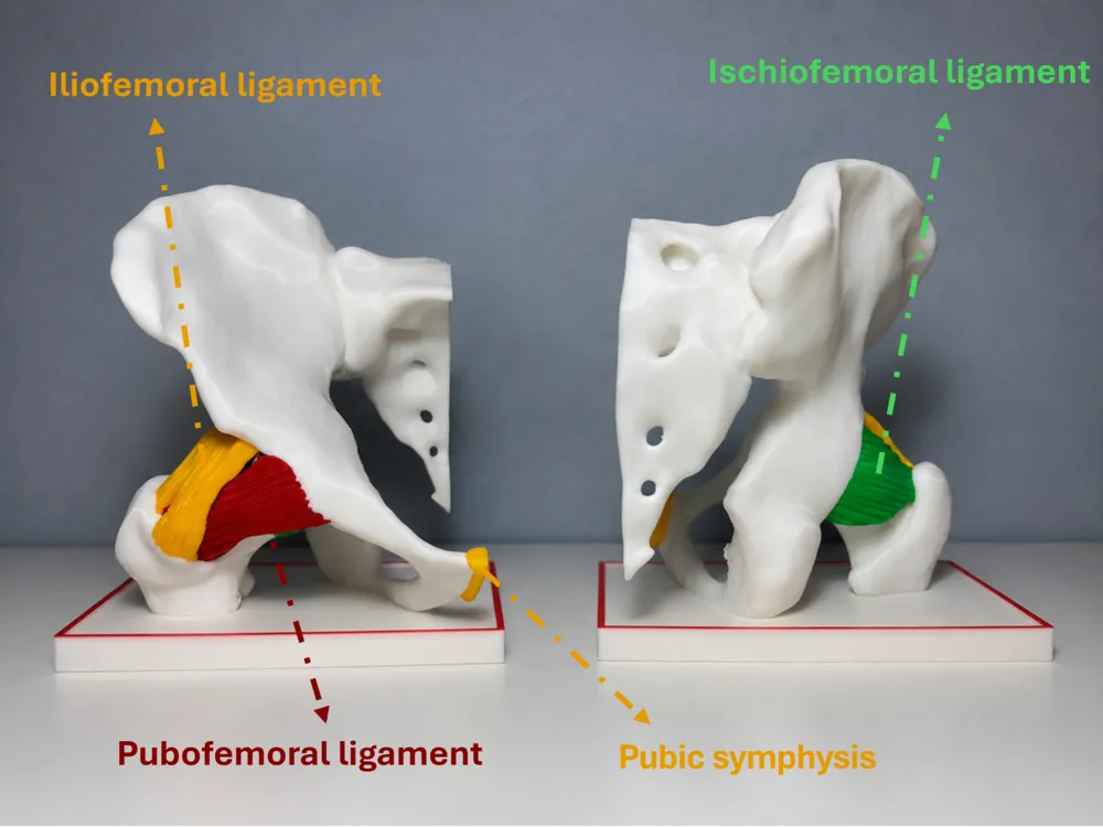 Letrero o emblema decorativo: Hip Joint with Ligaments. Referencia del modelo original.