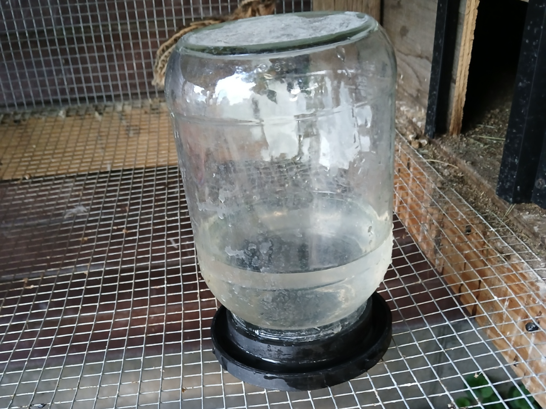 Chick or Quail Waterer