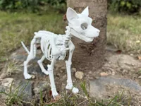 Squelette de chien — photo 2