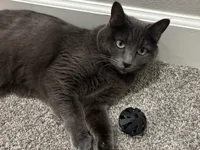 Jouet boule pour chat — photo 2