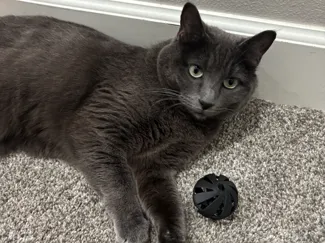 Cat Ball Toy