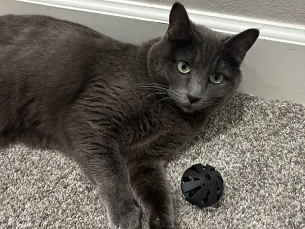 Jouet boule pour chat