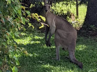 OZROO