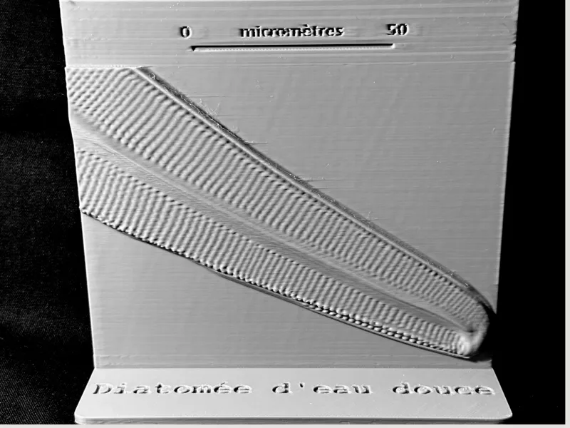 Projet microphotographies de diatomées