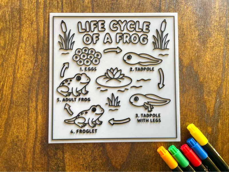 Life Cycle Coloring Page