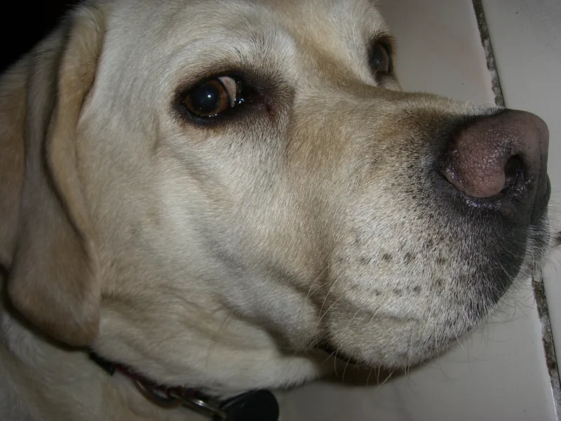 labrador