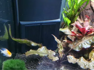 Fluval Flex 32.5 Gallon Shrimp Screen