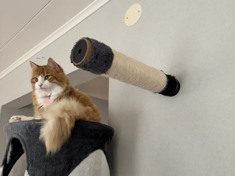 Wallmounted cat scratch pole