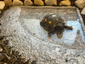 Bathing pool for turtle texturized